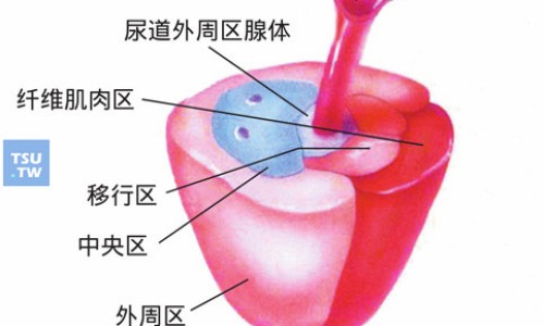 巴戟天虫草功效与作用网 | 巴戟天胶囊的作用和功效,巴戟天的功效
