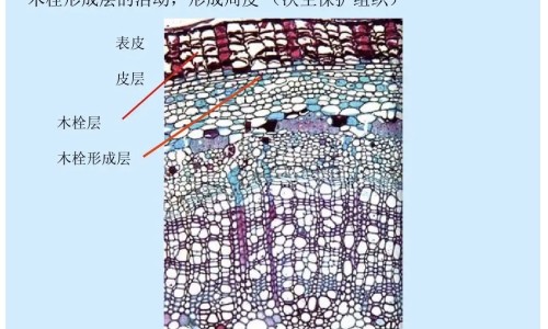 巴戟天虫草功效与作用网 | 巴戟天胶囊的作用和功效,巴戟天的功效